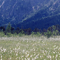 Transitional bog near Eschenlohe.